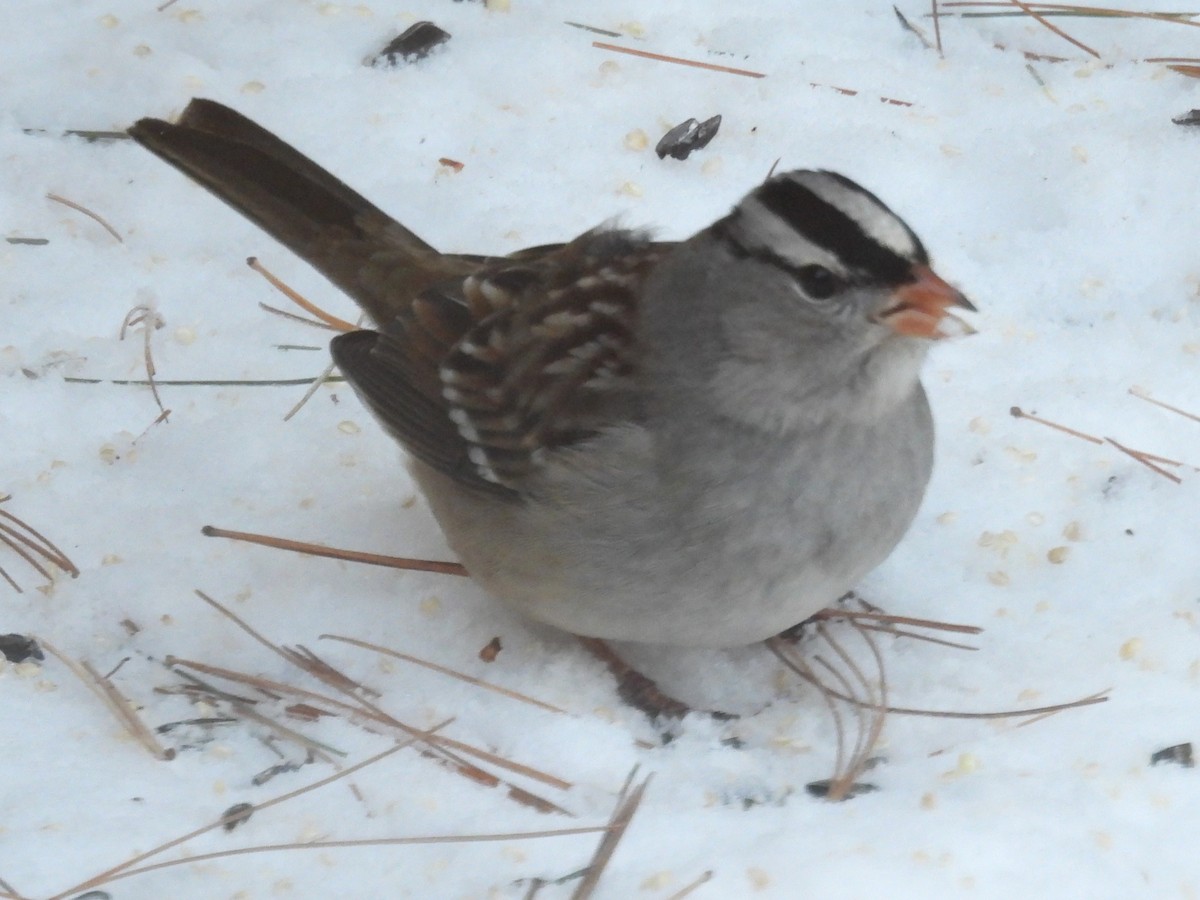 White-crowned Sparrow - ML628983974