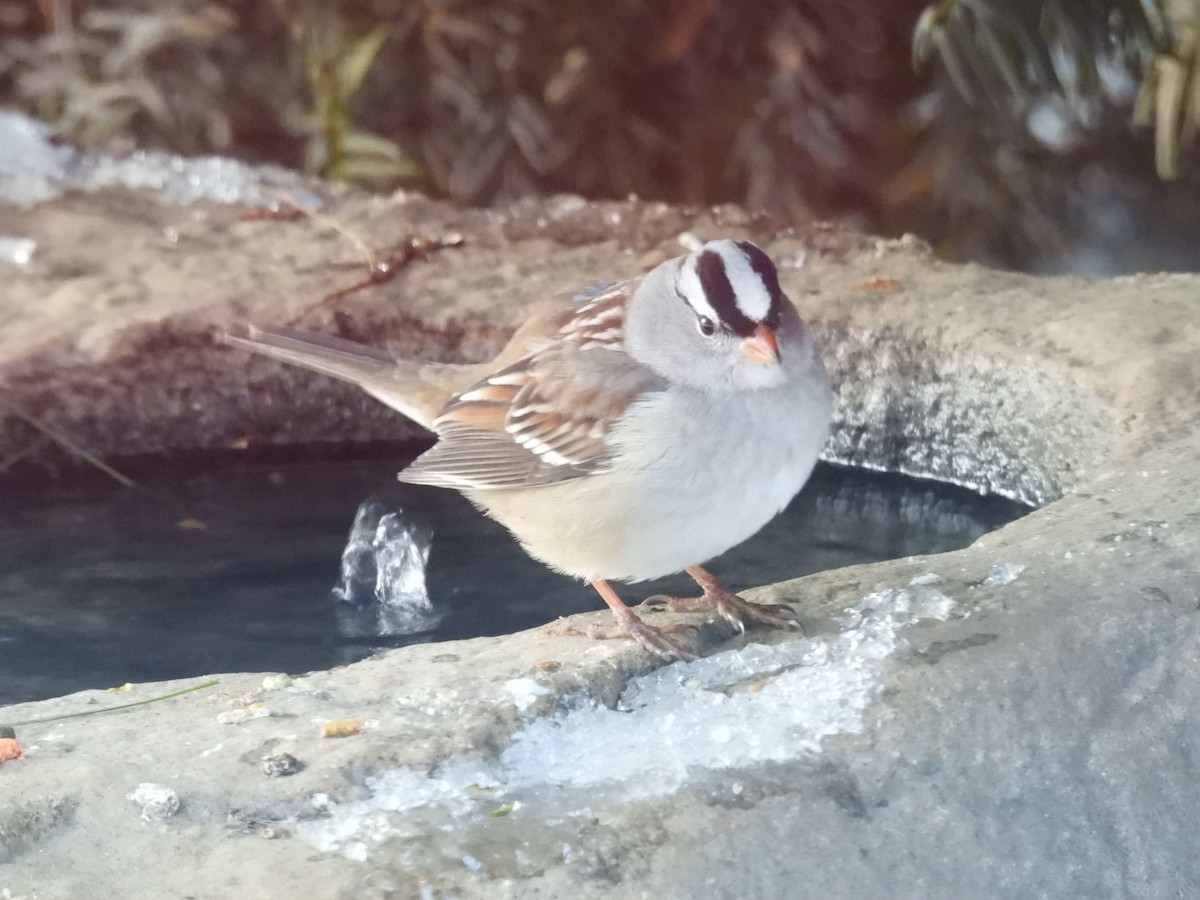 White-crowned Sparrow - ML628983976