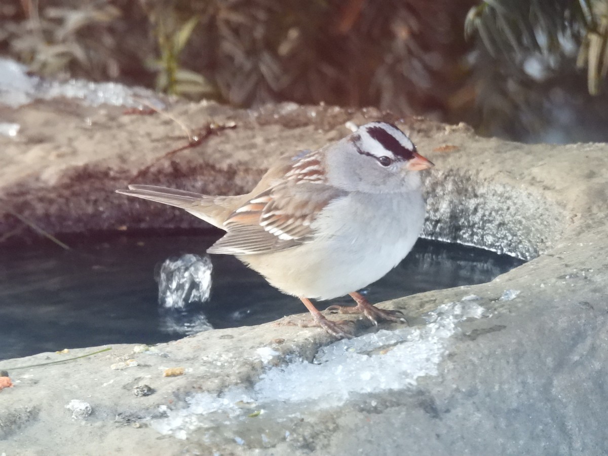 White-crowned Sparrow - ML628983977