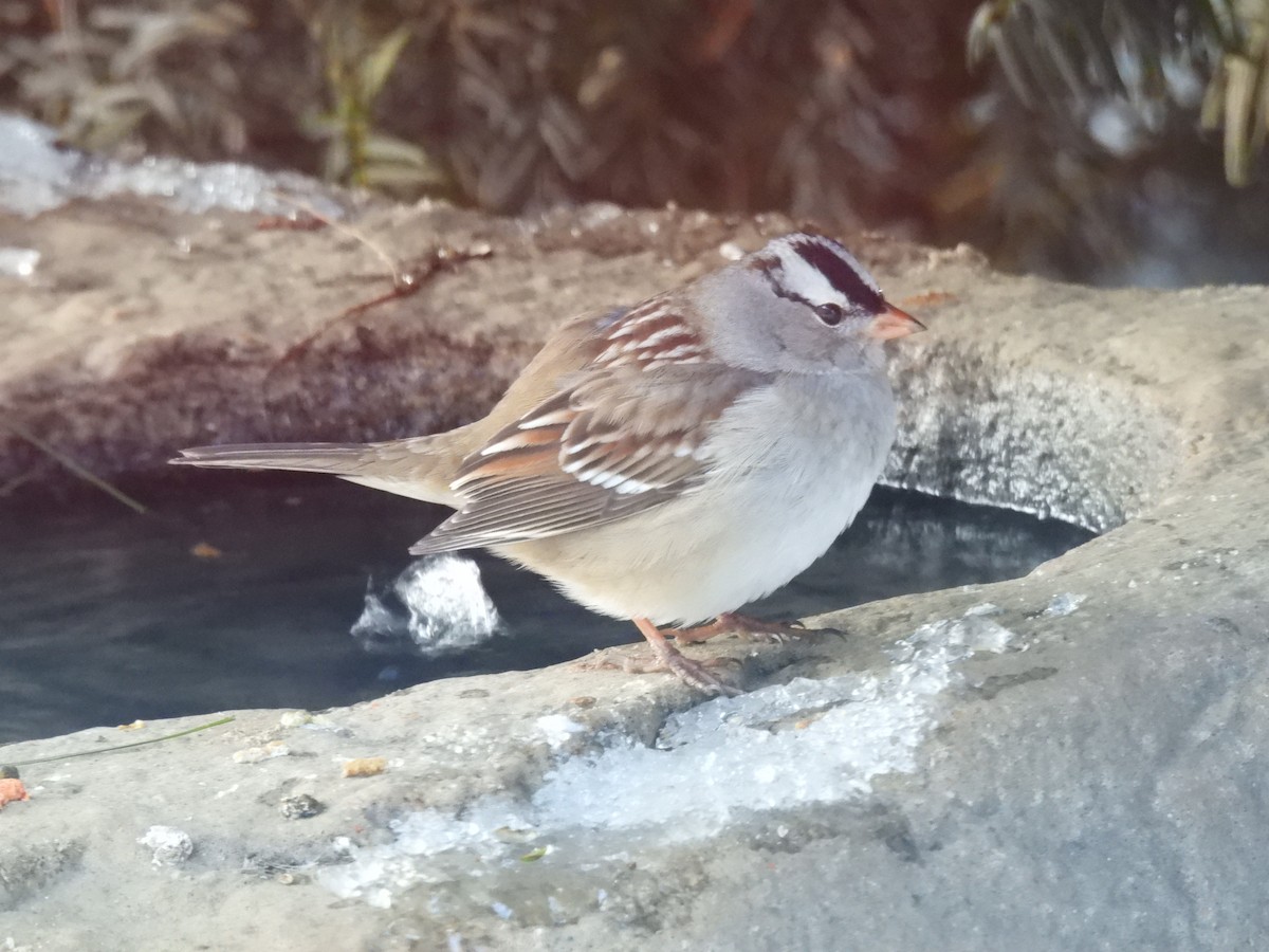 White-crowned Sparrow - ML628983979