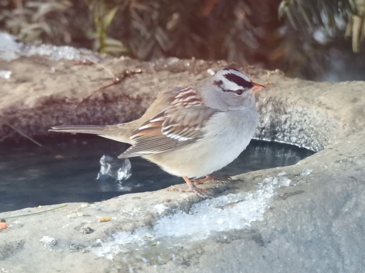 White-crowned Sparrow - ML628983980