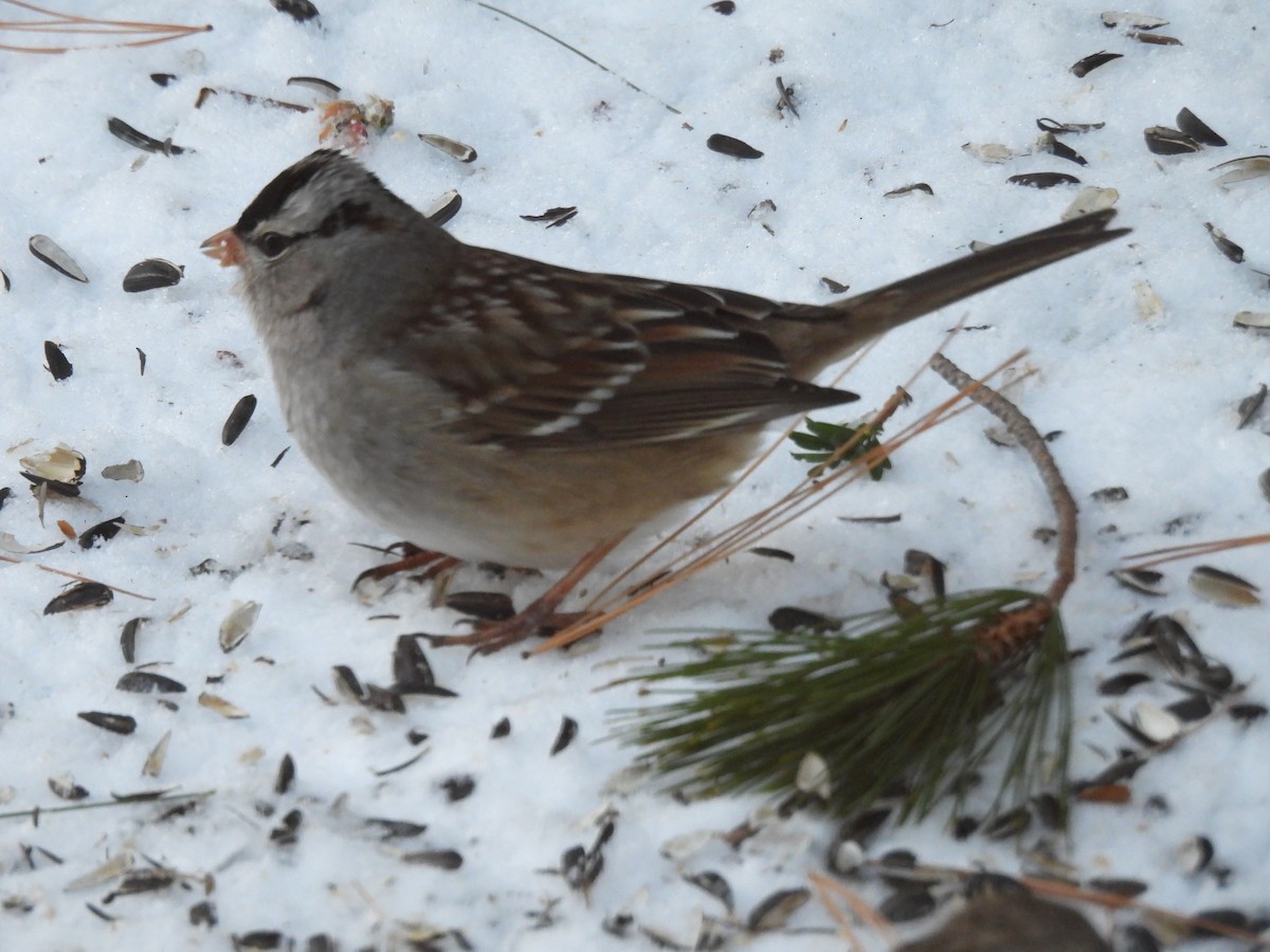 White-crowned Sparrow - ML628983983