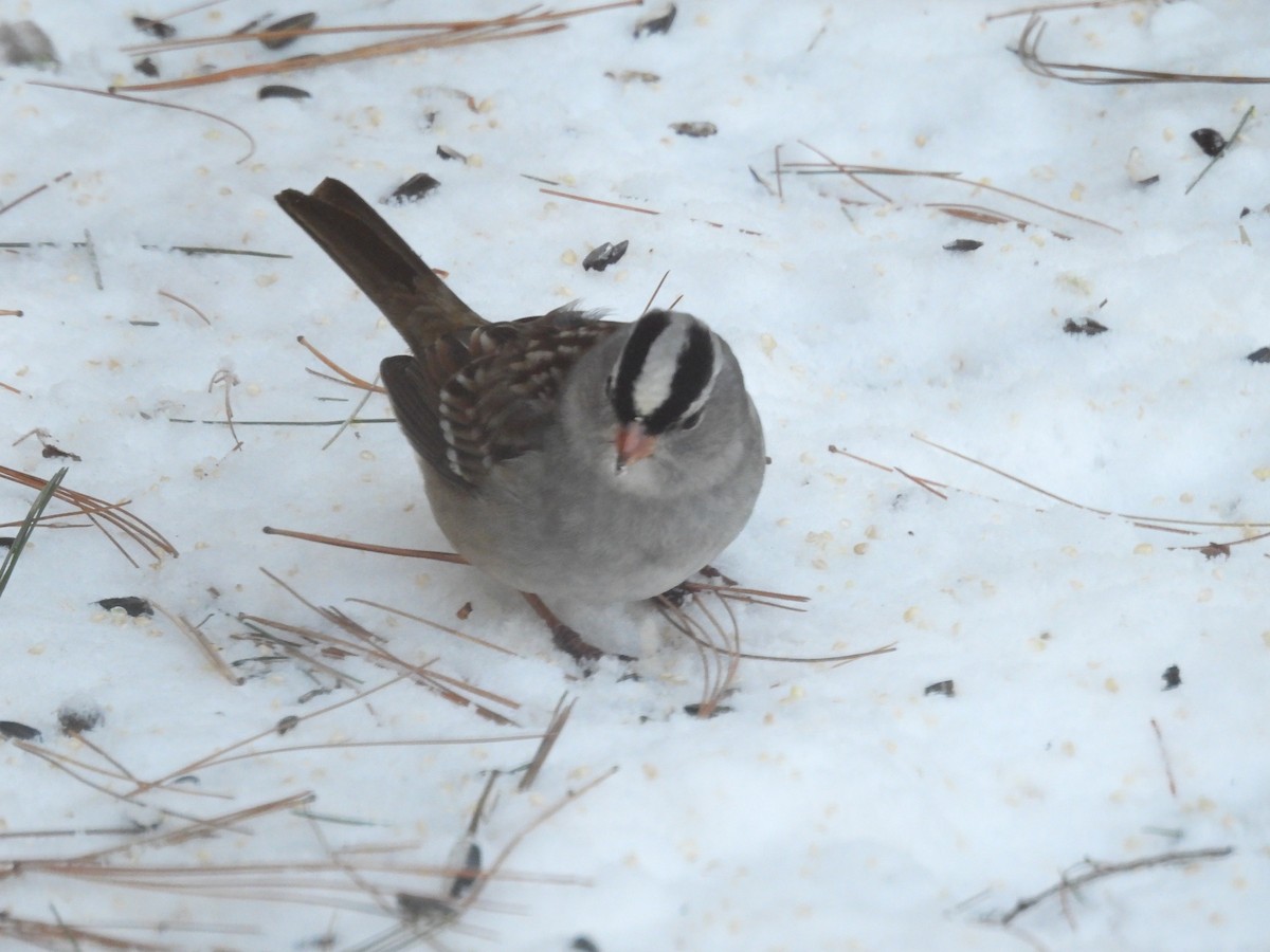 White-crowned Sparrow - ML628983985
