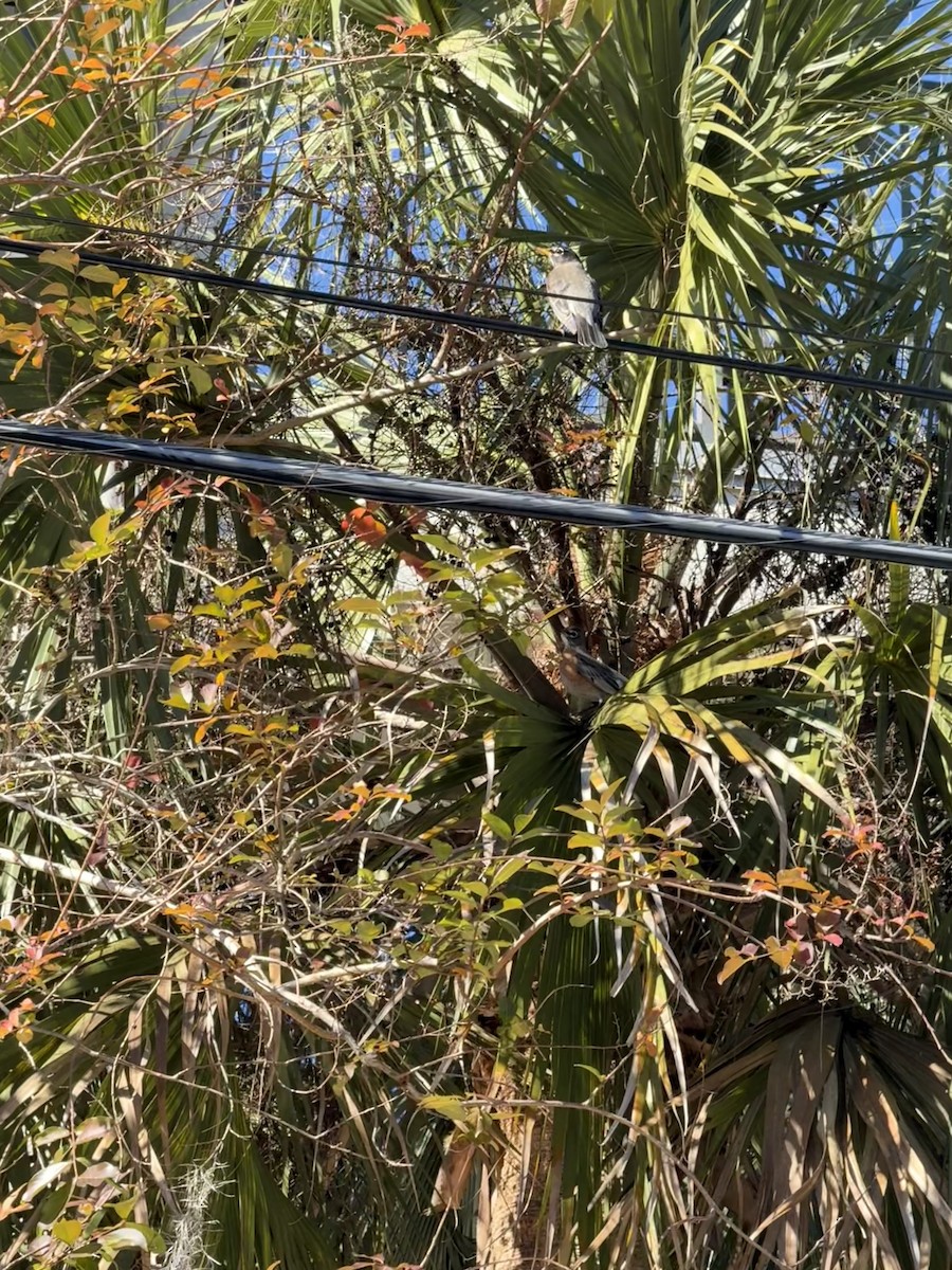 American Robin - ML628984202