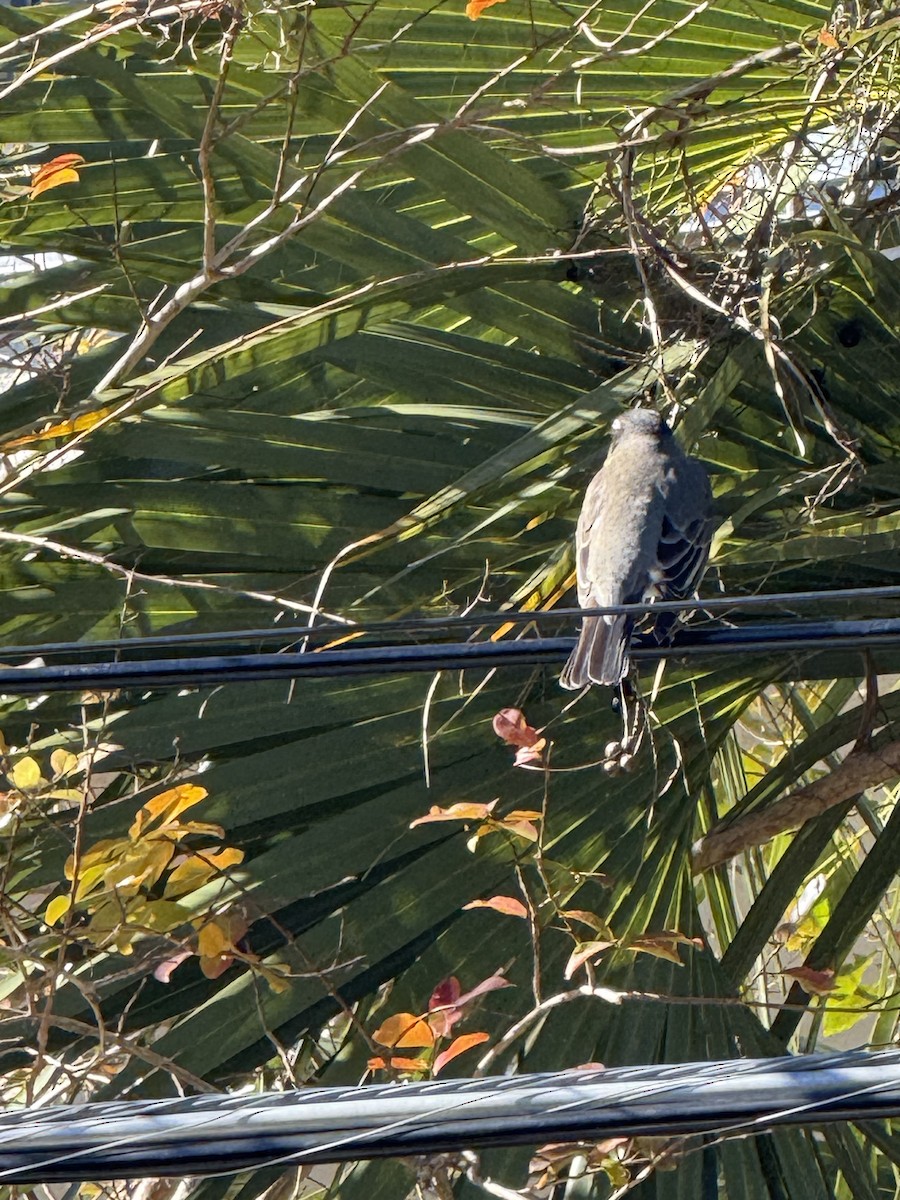 American Robin - ML628984203