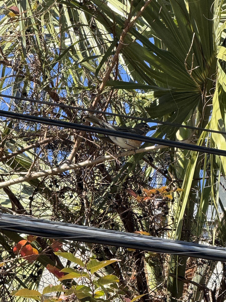 American Robin - ML628984204