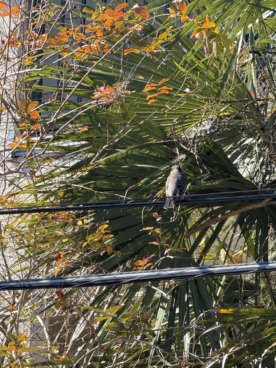 American Robin - ML628984205