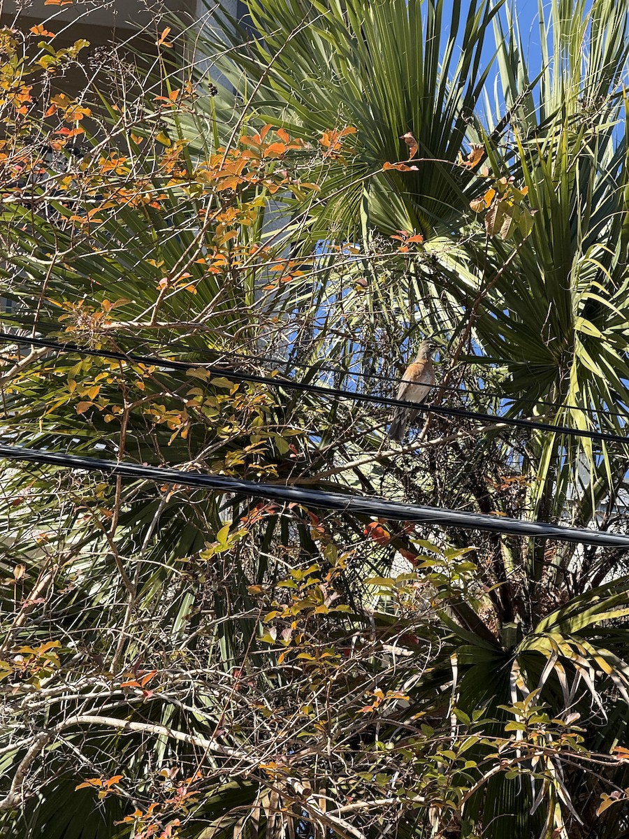 American Robin - ML628984207