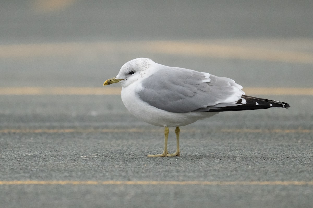 Common Gull - ML628984232
