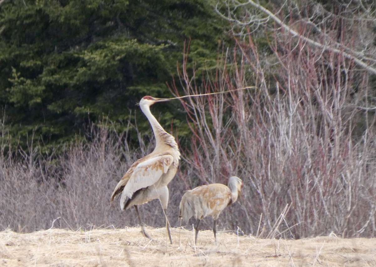 Sandhill Crane - ML628984242