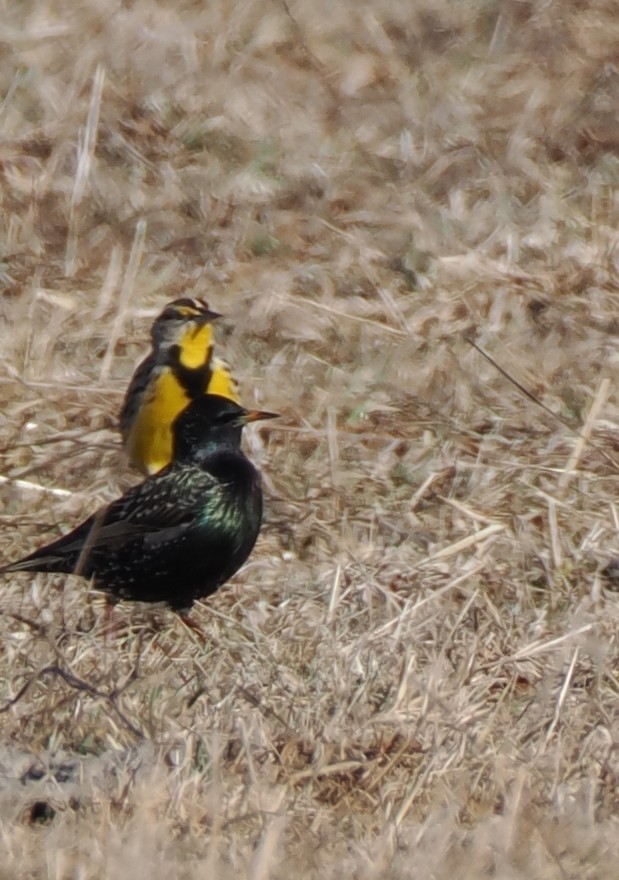 Eastern Meadowlark - ML628984384
