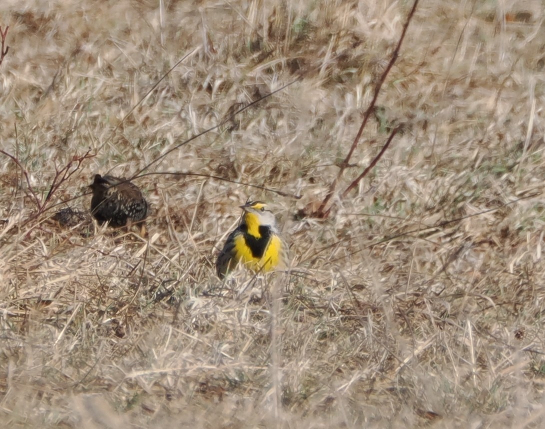Eastern Meadowlark - ML628984385
