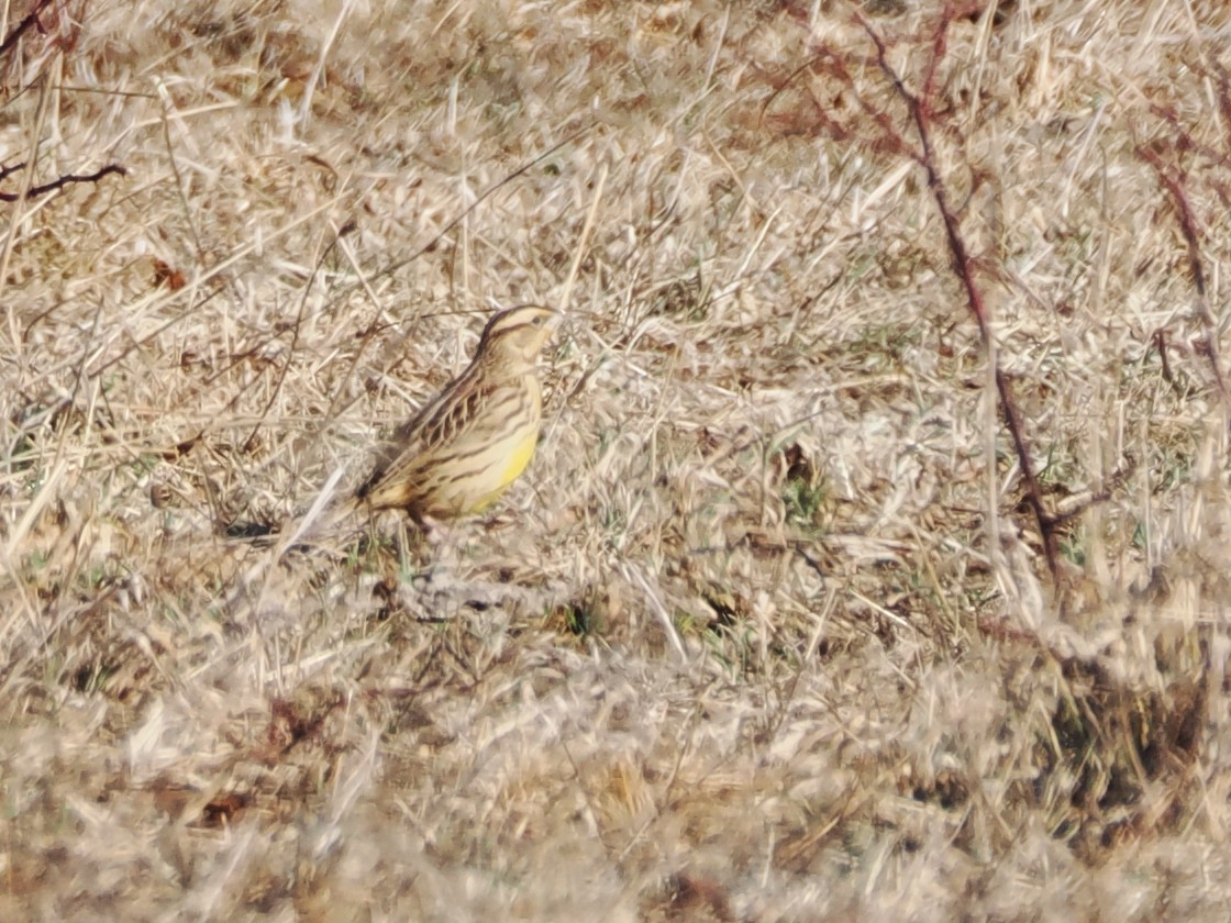 Eastern Meadowlark - ML628984386