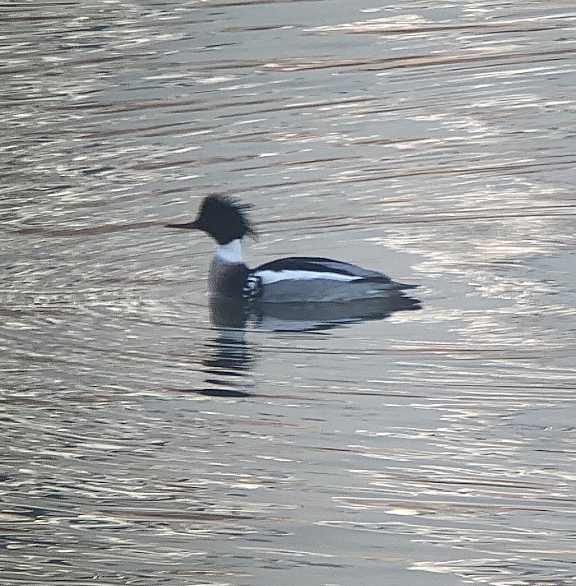 Red-breasted Merganser - ML628984655