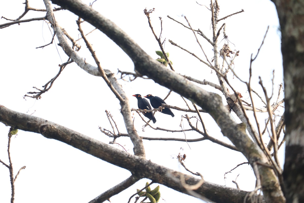 Common Hill Myna - ML628984670