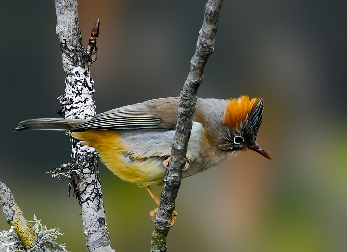 Rufous-vented Yuhina - ML628984758