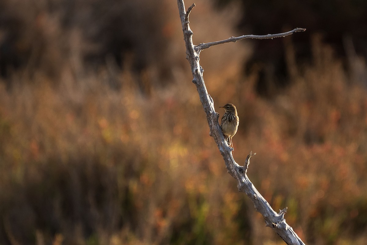 Meadow Pipit - ML628984823