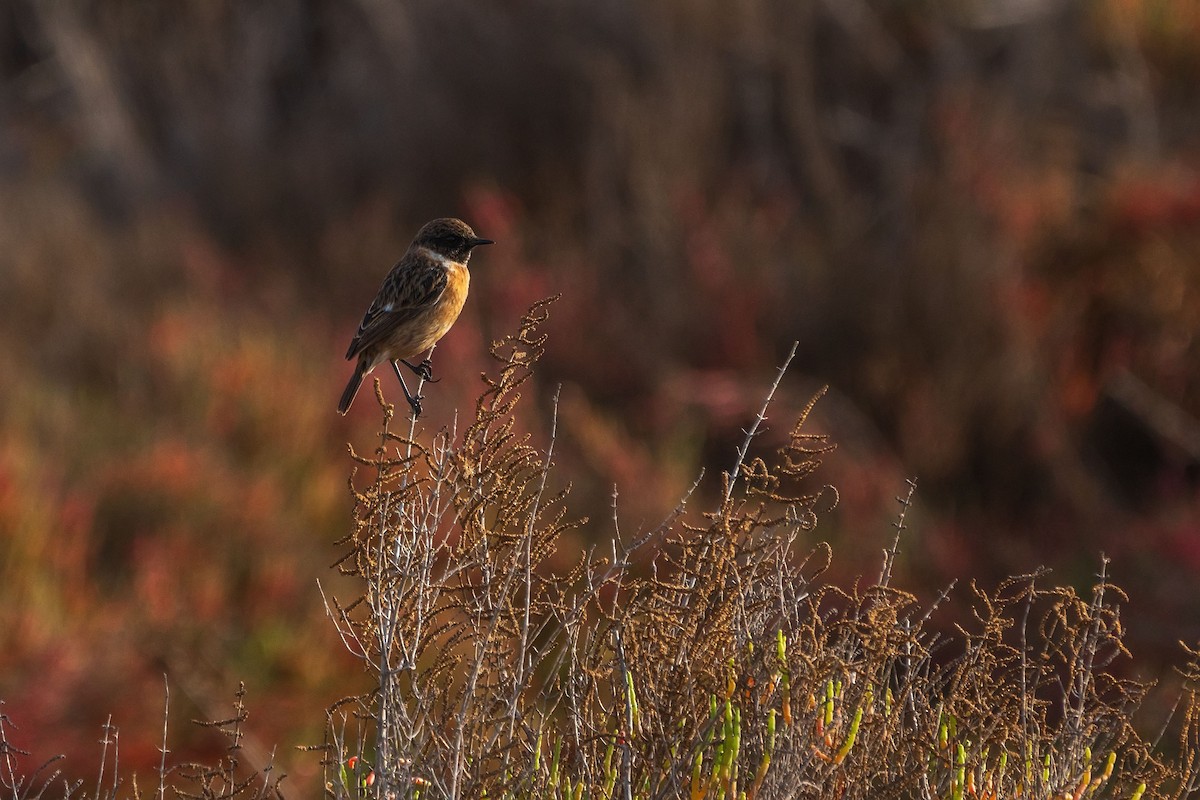 European Stonechat - ML628984843