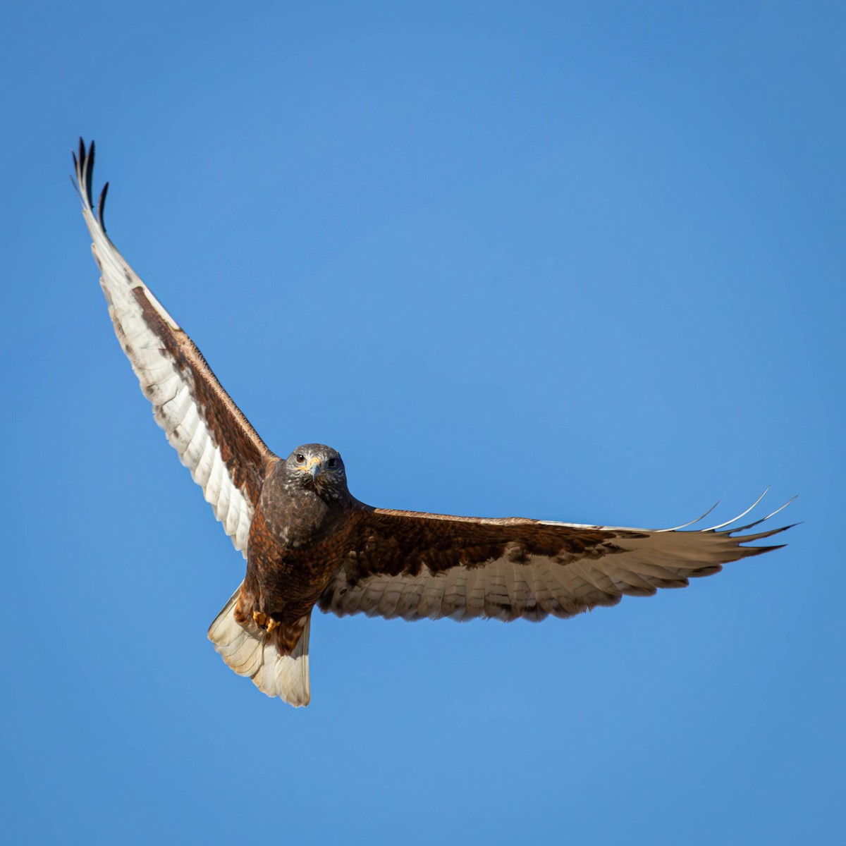 Ferruginous Hawk - ML628984872