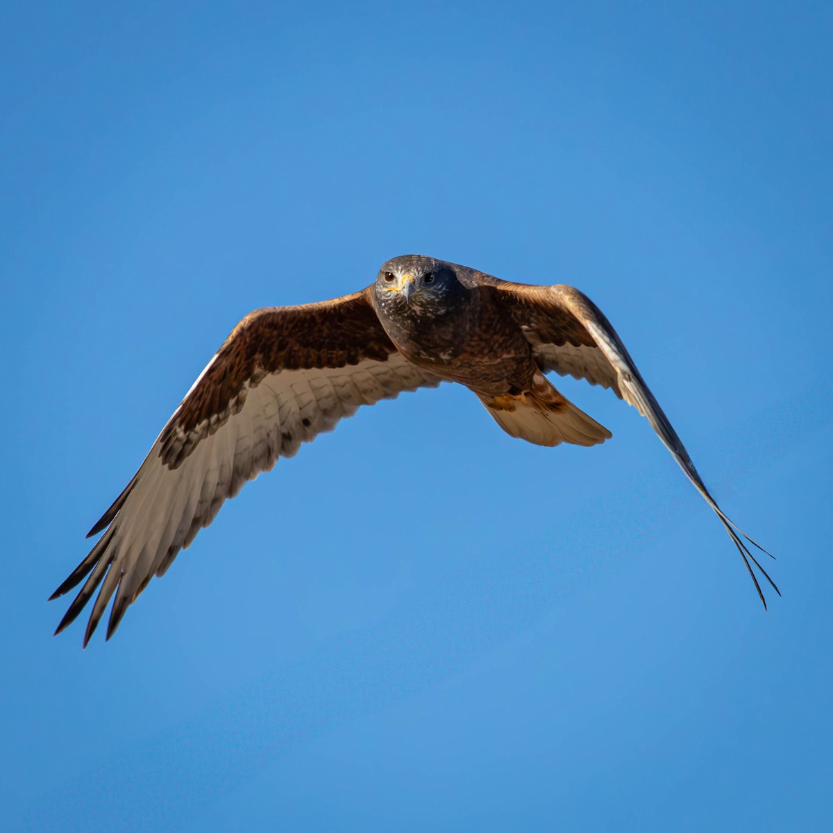 Ferruginous Hawk - ML628984873