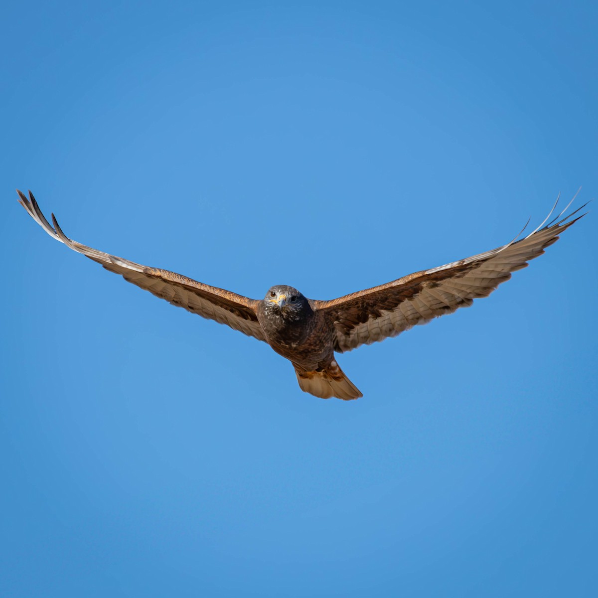 Ferruginous Hawk - ML628984874