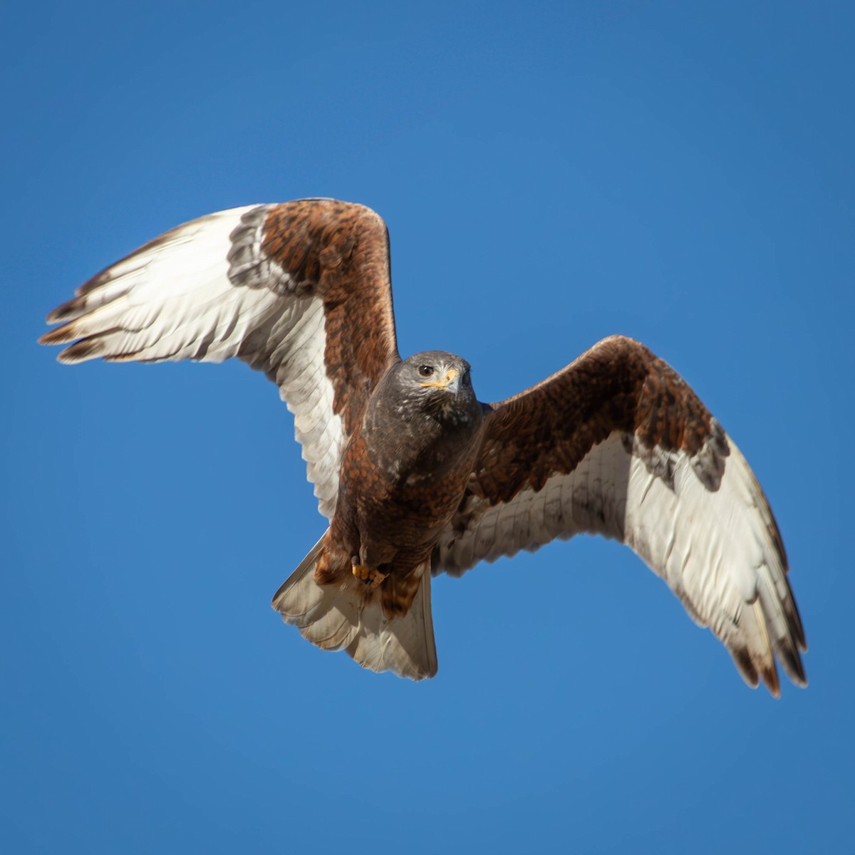 Ferruginous Hawk - ML628984875