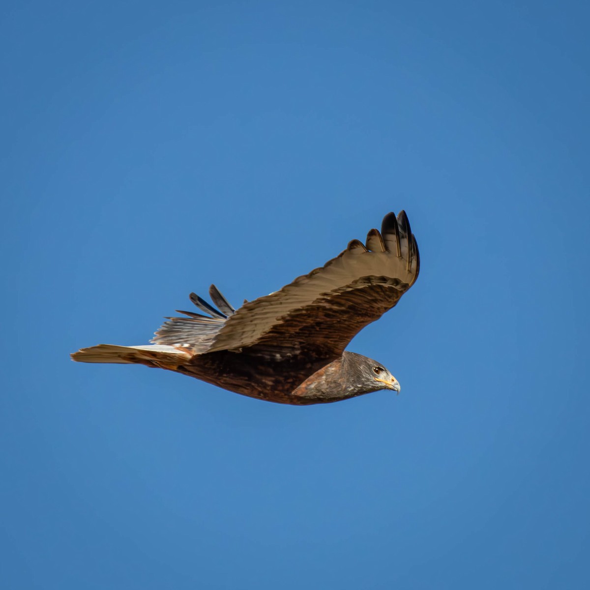 Ferruginous Hawk - ML628984876