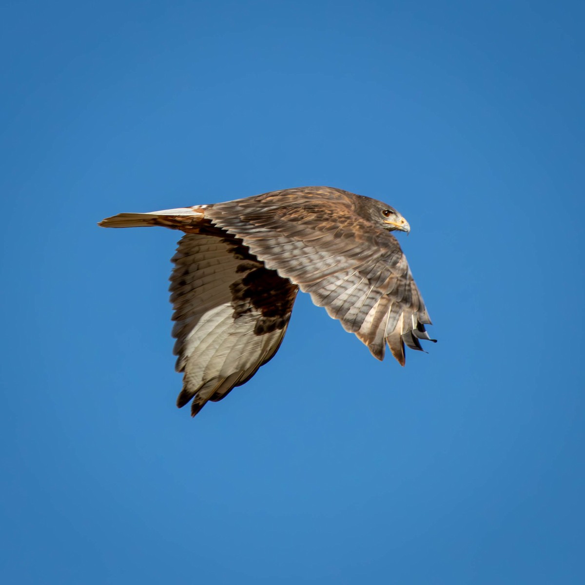 Ferruginous Hawk - ML628984877