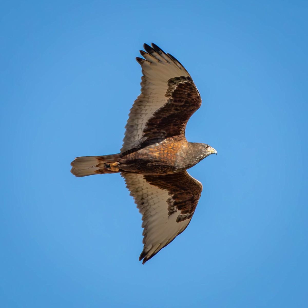 Ferruginous Hawk - ML628984878