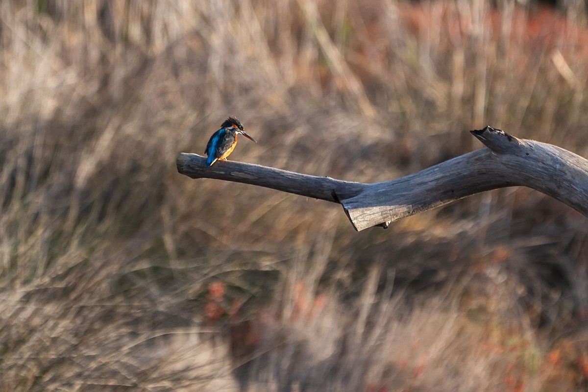 Common Kingfisher - ML628984886