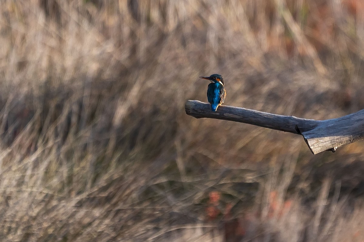 Common Kingfisher - ML628984895