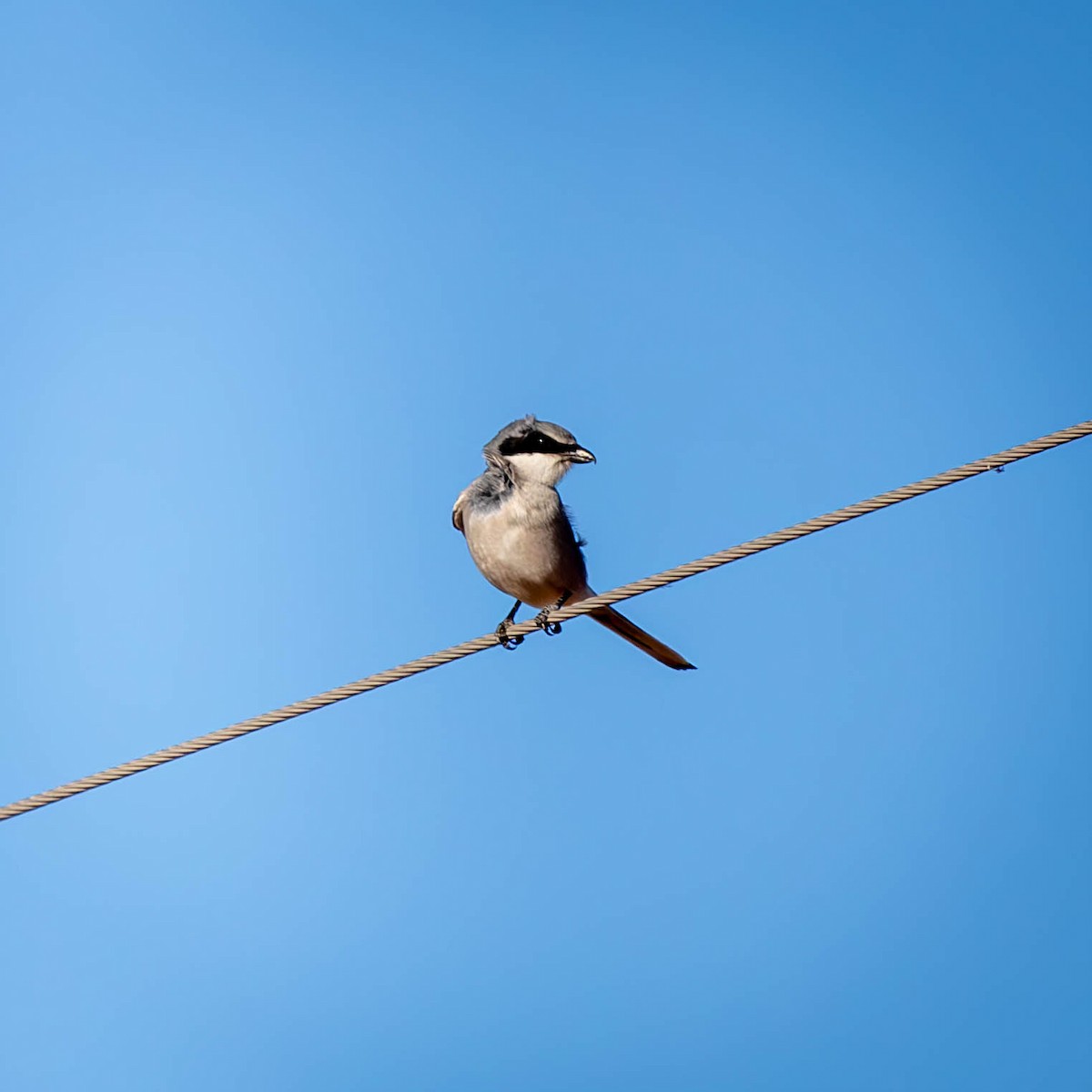 Loggerhead Shrike - ML628984919