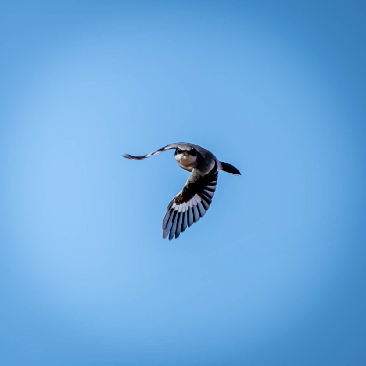 Loggerhead Shrike - ML628984920