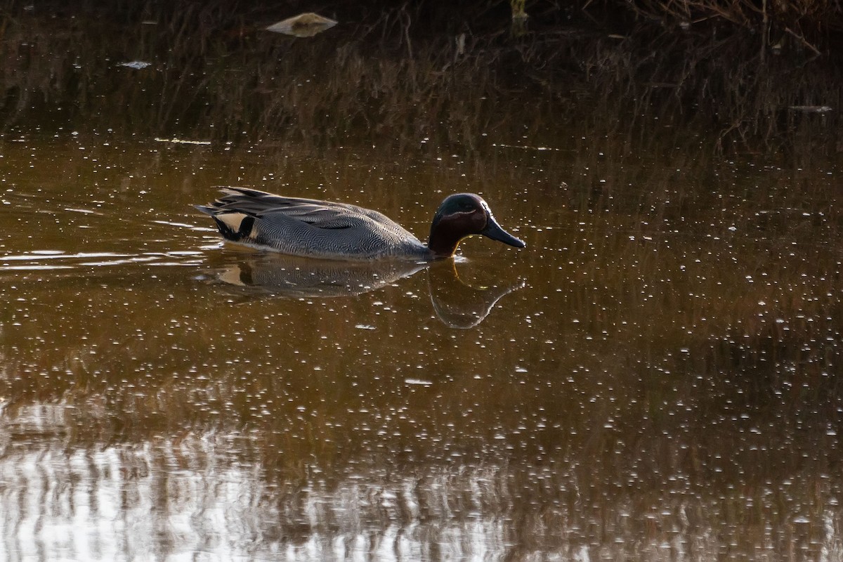 Green-winged Teal - ML628984926