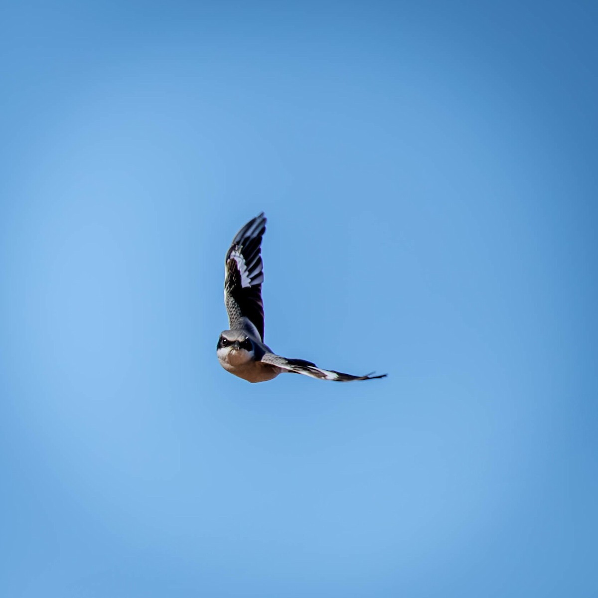 Loggerhead Shrike - ML628984936