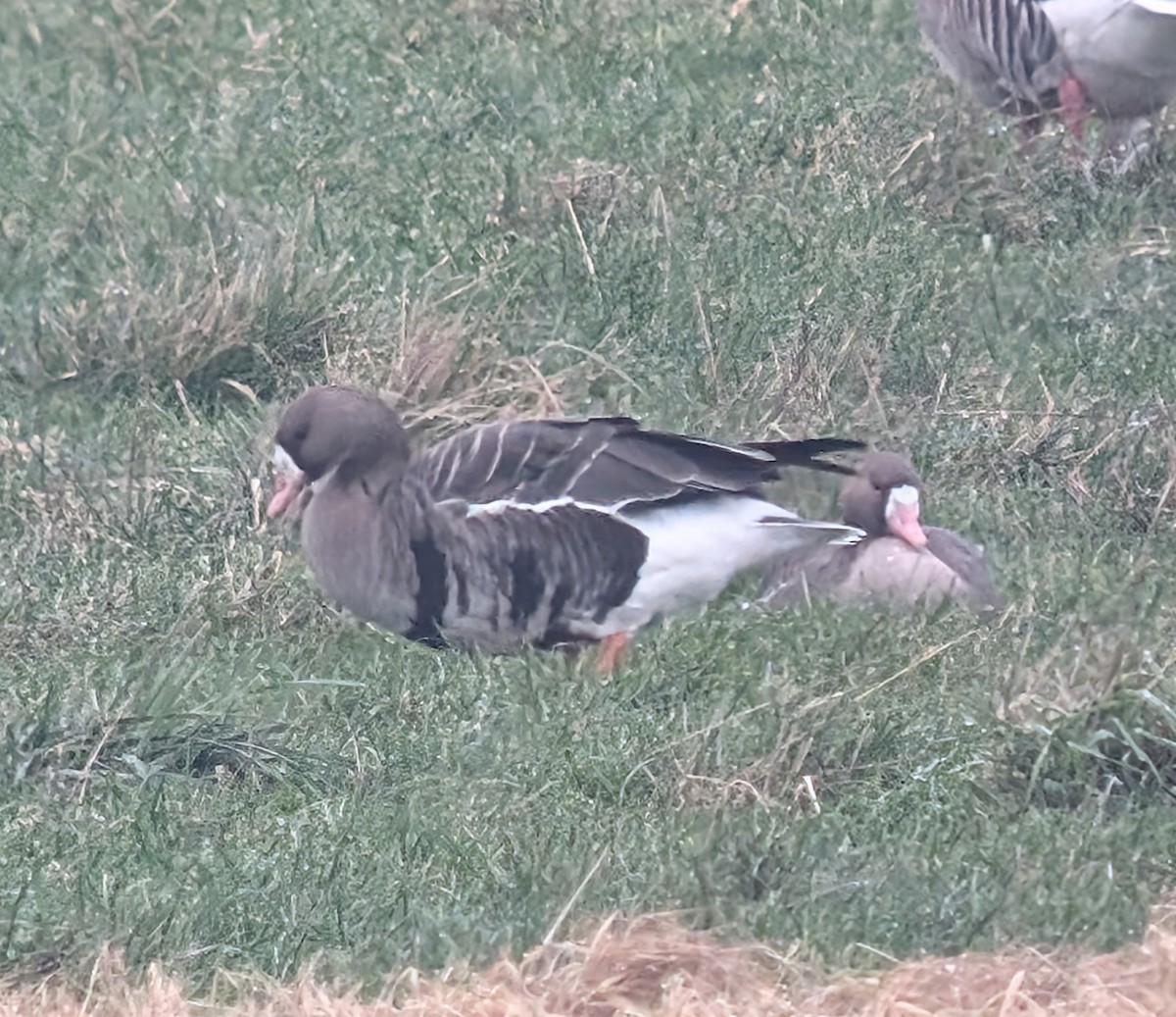 husa běločelá (ssp. albifrons) - ML628984969