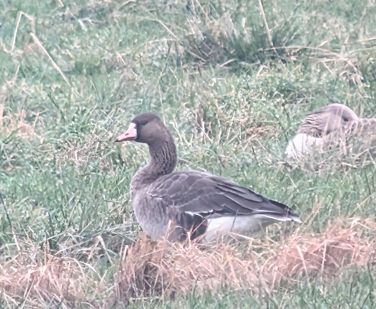 husa běločelá (ssp. albifrons) - ML628984970