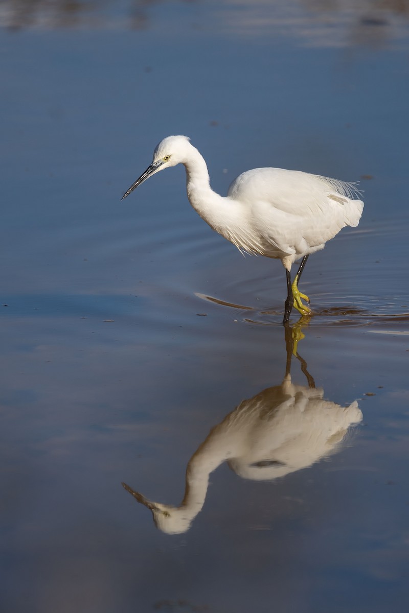 Little Egret - ML628985055