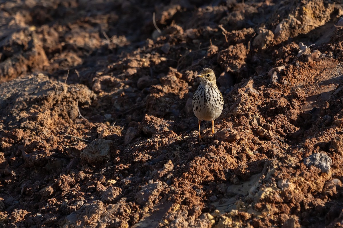 Meadow Pipit - ML628985070