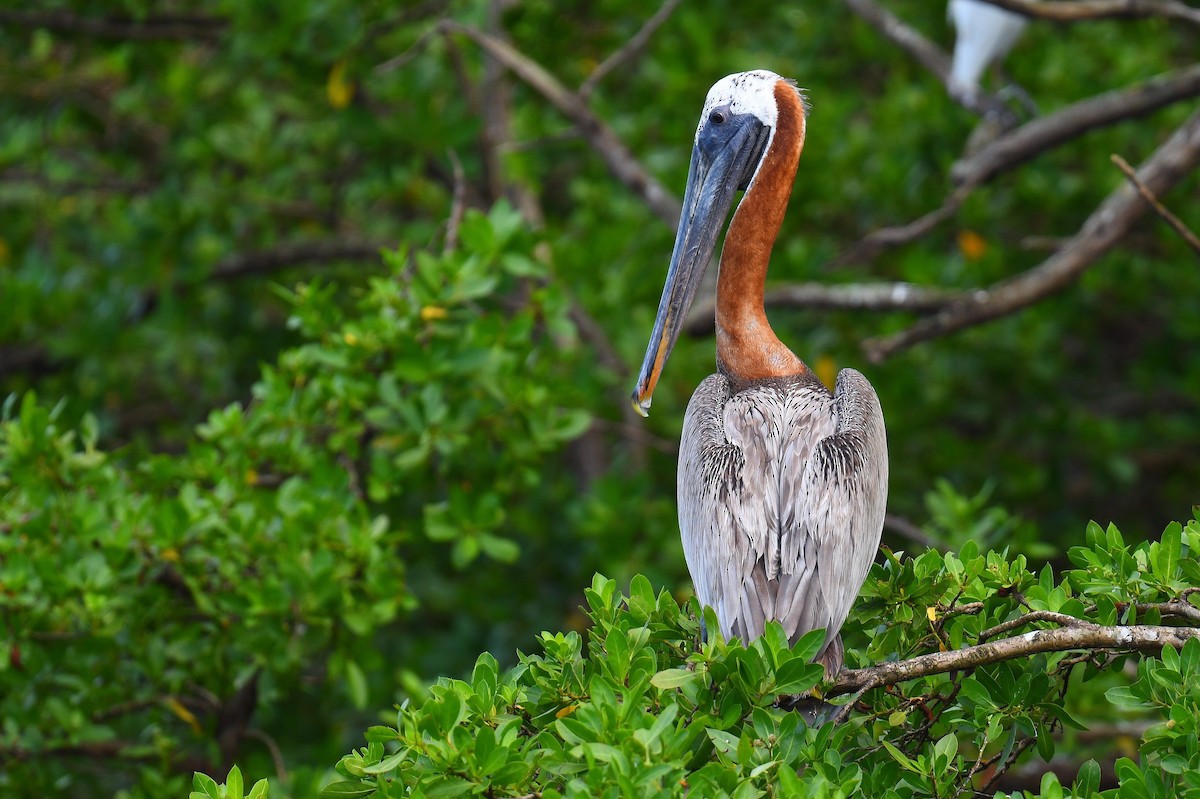 Brown Pelican - ML628985278