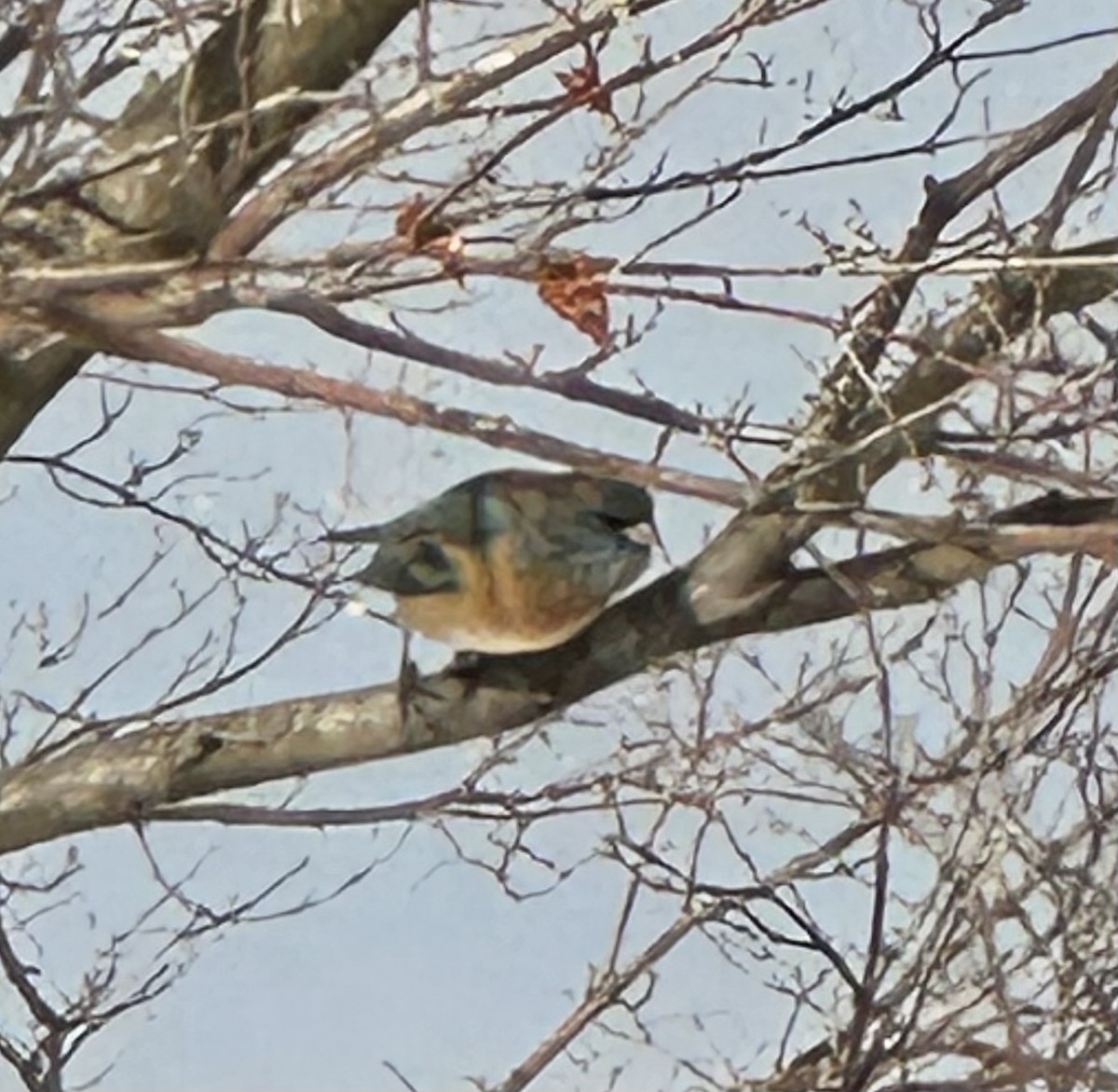 papežík lazurový - ML628985345