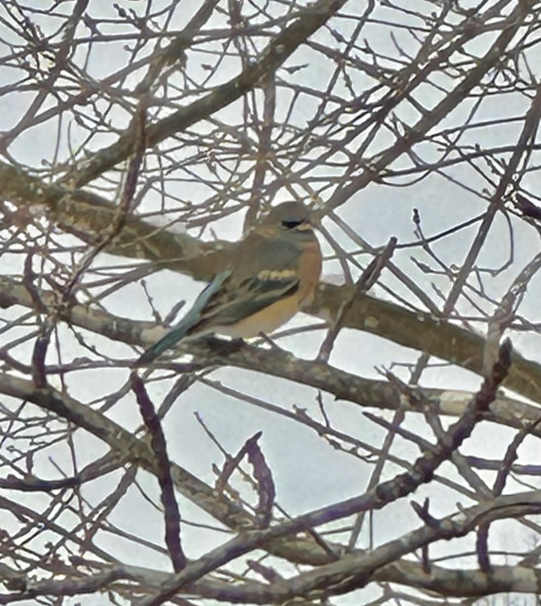 papežík lazurový - ML628985347