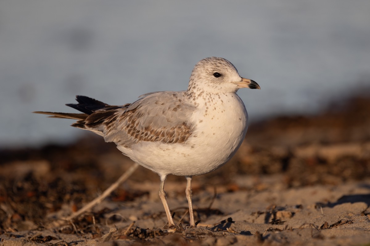 Ring-billed Gull - John Callender