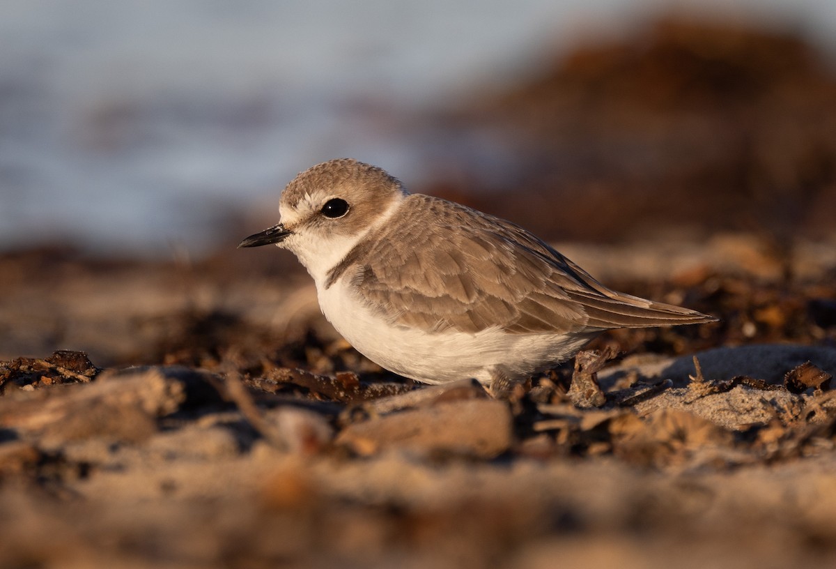 Snowy Plover - John Callender