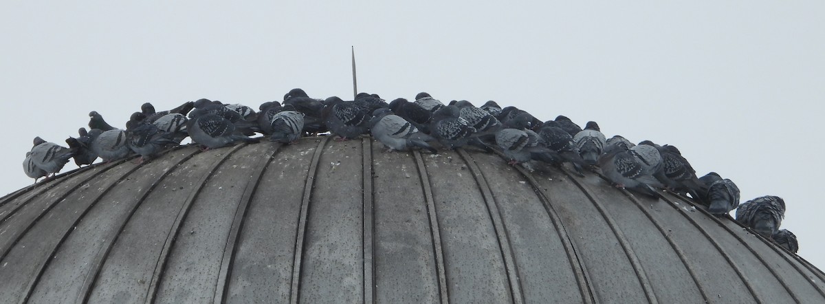 Rock Pigeon (Feral Pigeon) - ML628986010