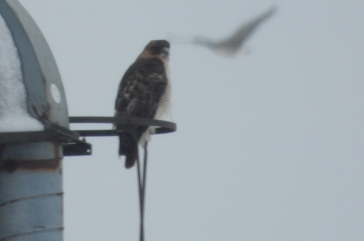 Red-tailed Hawk - ML628986026