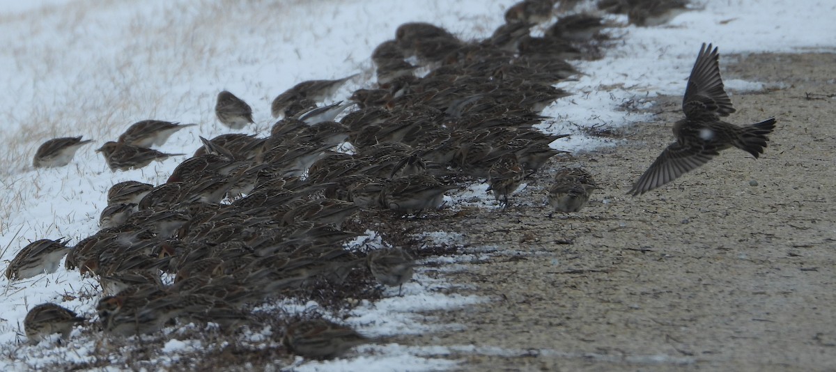 Lapland Longspur - ML628986035