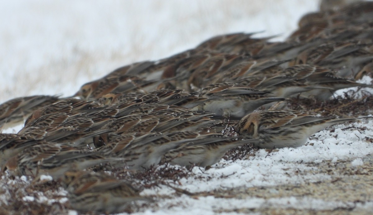 Lapland Longspur - ML628986037