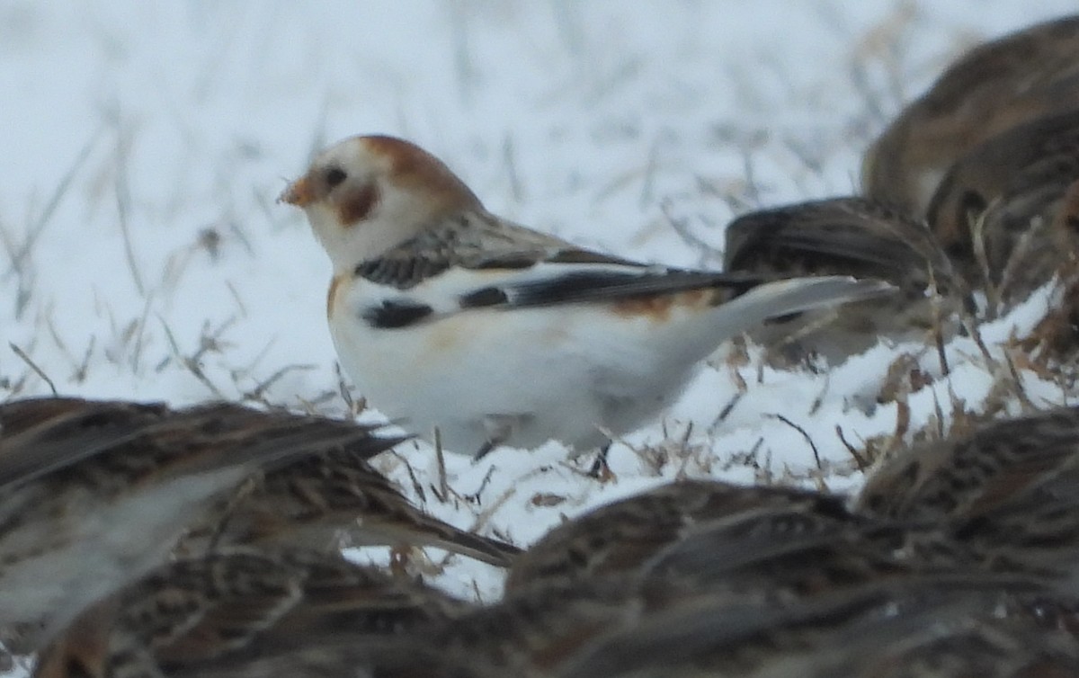 Snow Bunting - ML628986043