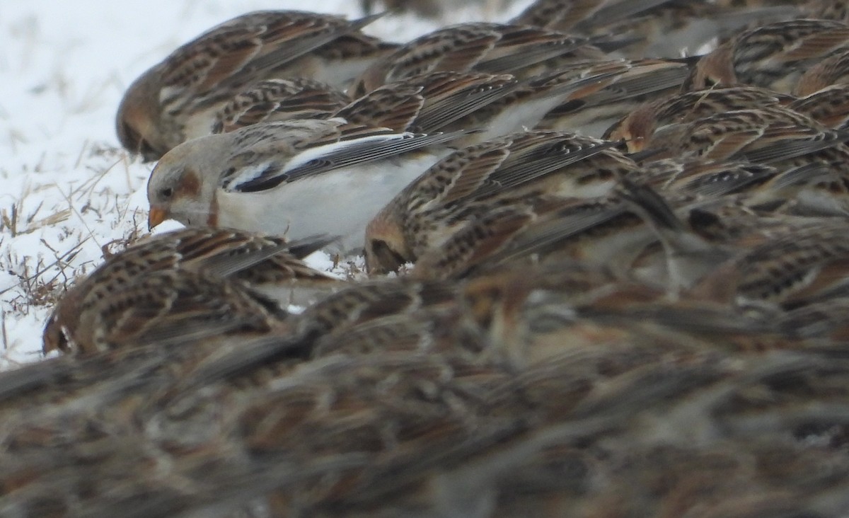 Snow Bunting - ML628986044